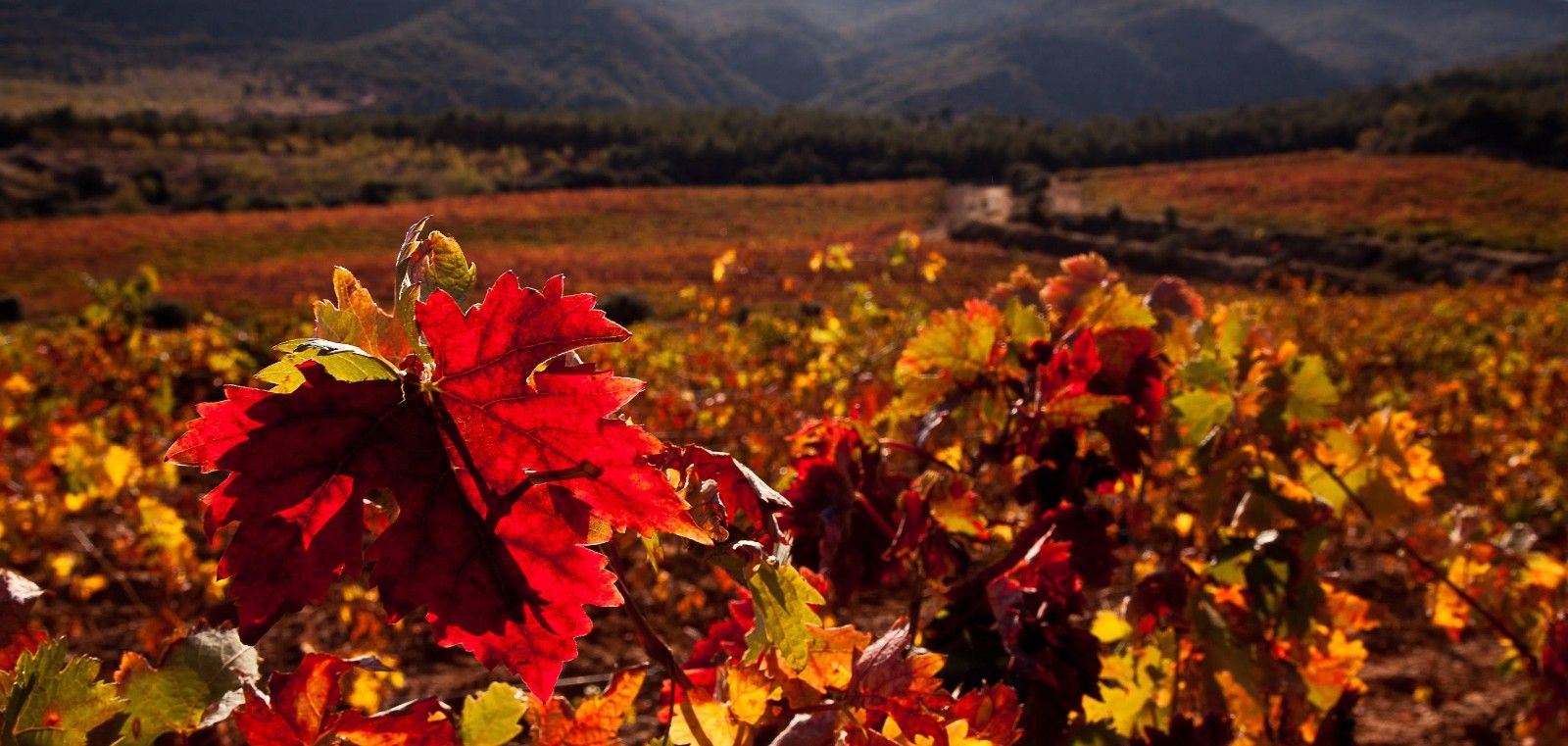 La Rioja Land of wine 